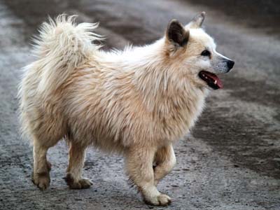 冰岛牧羊犬