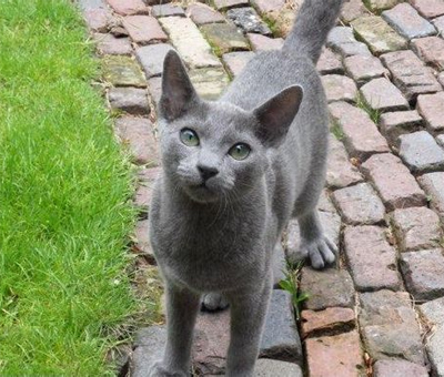 俄罗斯蓝猫