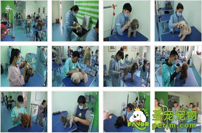 圣宠宠物美容技术培训都有哪些课程