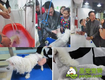 圣宠宠物美容技术培训都有哪些课程