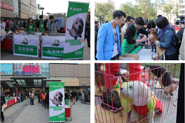 圣宠组织参与大型宠物公益活动