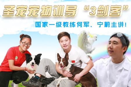 圣宠宠物训导“3剑客”