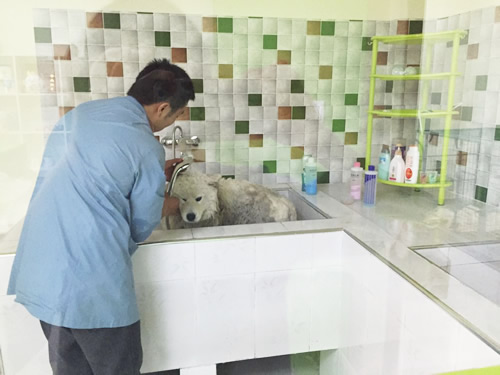 圣宠(宝坻泰达金色领地连锁店)